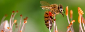 cropped-bee-515023.jpg