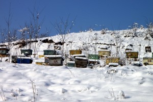 apiary-87692