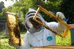 beekeeper-682943